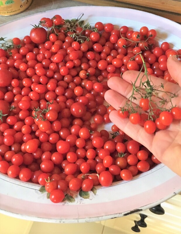 úroda divokých rajčat na Karlíku